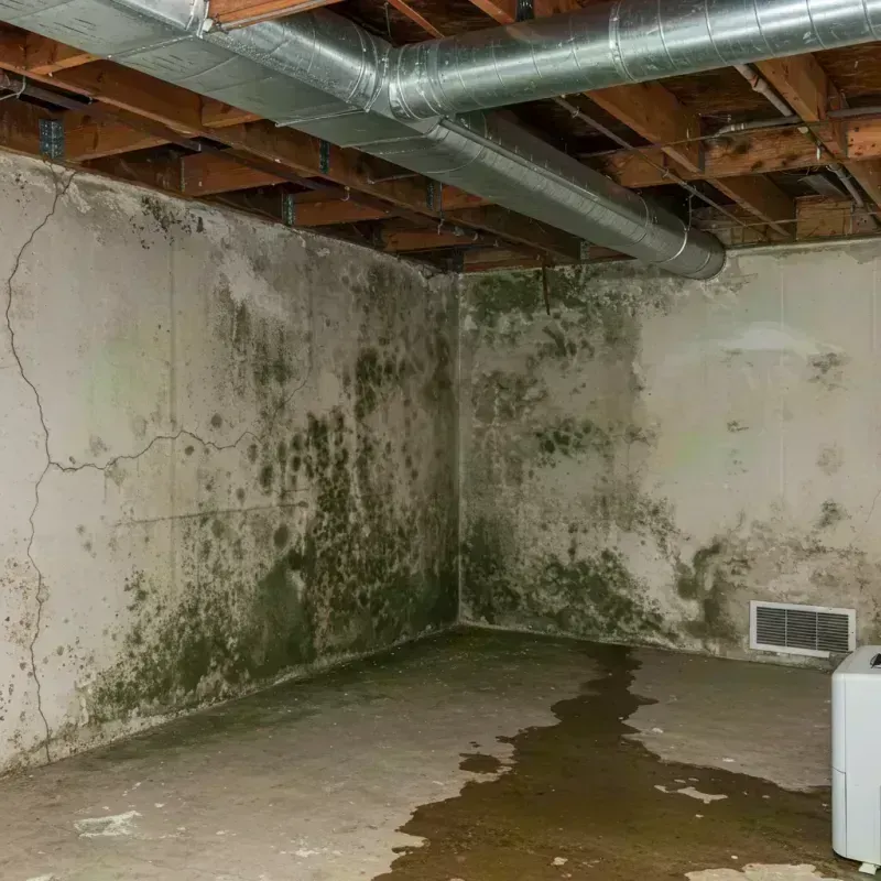 Professional Mold Removal in Frederick, CO